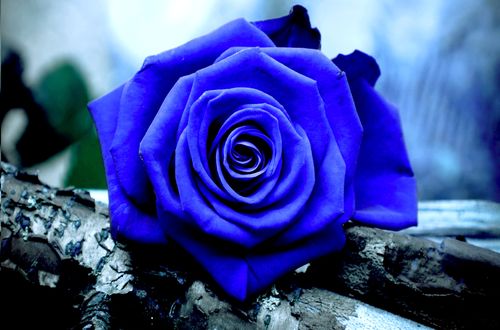 Обои на рабочий стол Голубая роза на размытом фоне