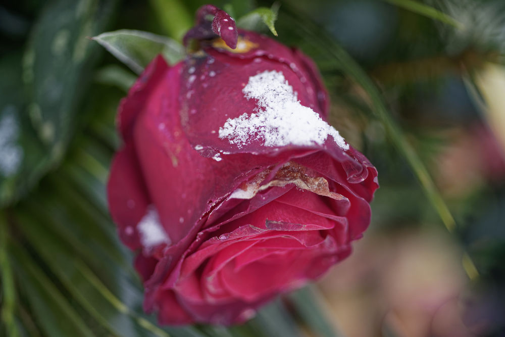 Обои для рабочего стола Темно-розовая роза в снегу, by Margy Crane