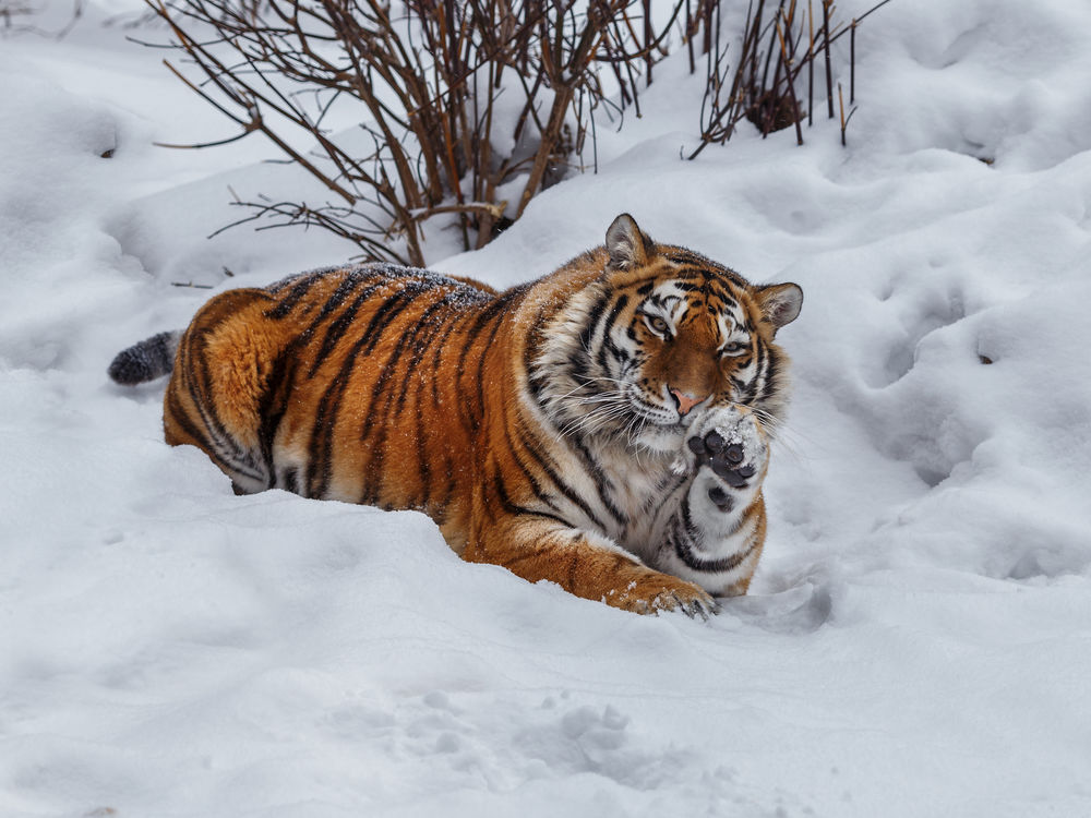 Обои для рабочего стола Амурская тигрица на снегу. Фотограф Богданов Олег