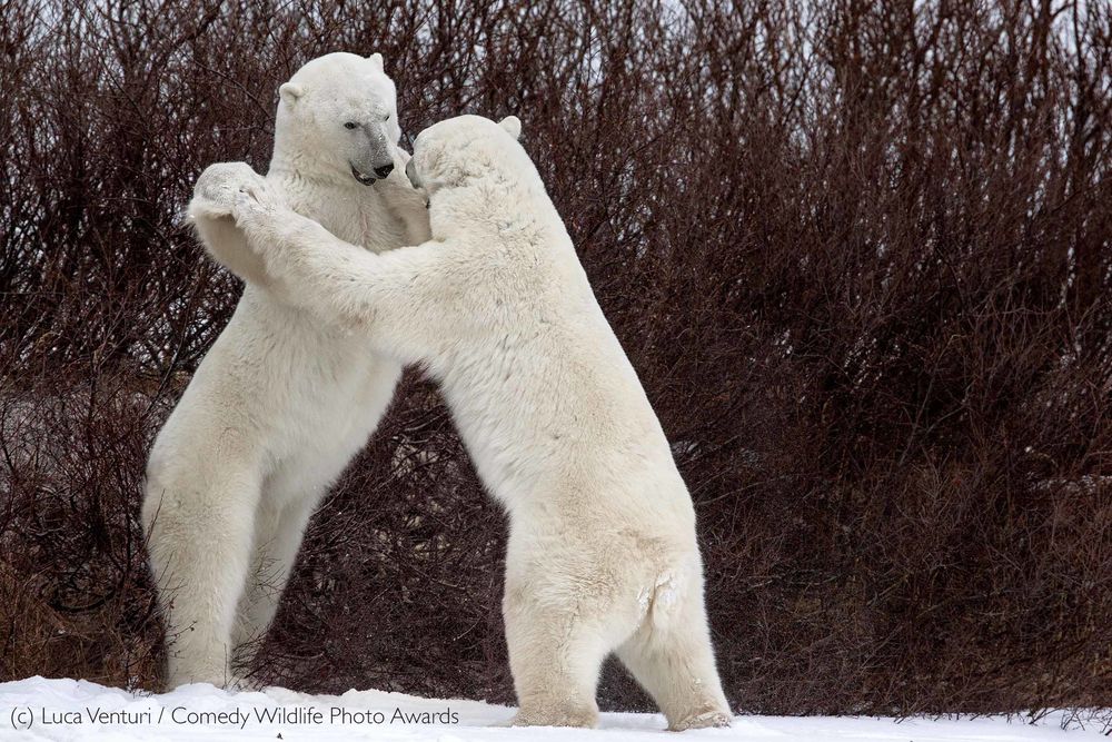 Обои для рабочего стола Белые медведи стоят на задних лапах на снегу, фотограф Luca Venturi