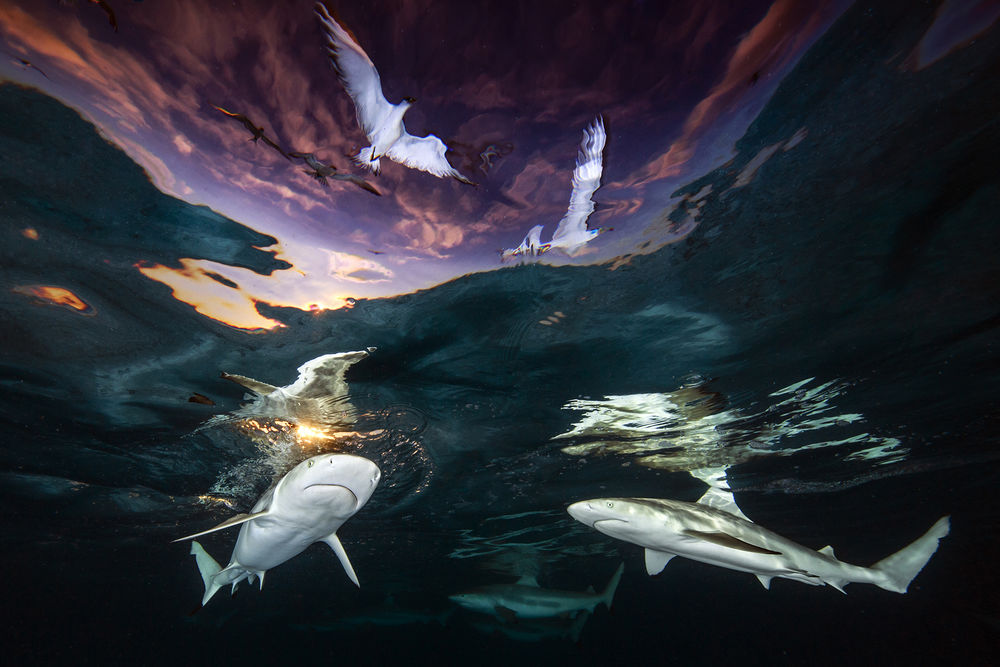 Обои для рабочего стола Черноперые рифовые акулы под водой, французский фотограф Renee Capozzola / Рене Капоццола