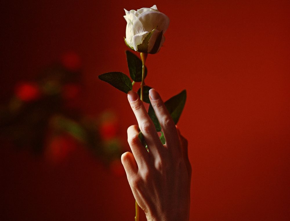 Обои для рабочего стола В руке девушки белая роза, фотограф Ловченко Антон