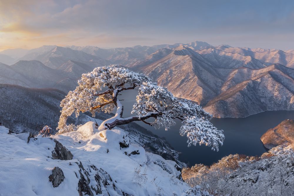 Обои для рабочего стола Пейзаж заснеженных гор с деревом на фоне озера / Южная Корея