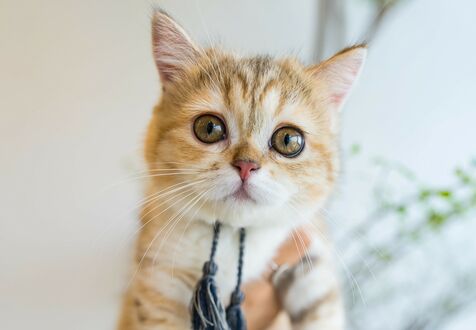 Обои на рабочий стол Милый котенок на размытом фоне