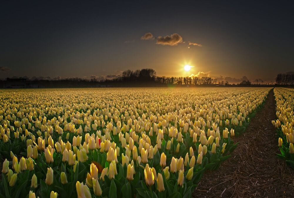 Обои для рабочего стола Закат солнца над тюльпановым полем, by Roger & Paula Berk