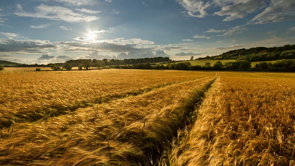 Обои для рабочего стола Поле с пшеницей
