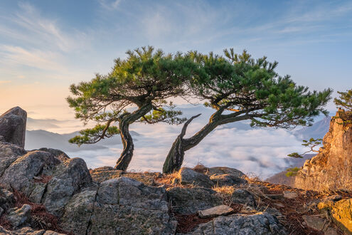 Обои на рабочий стол Два извилистых дерева на камнях, фотограф Ryu Jaeyoun