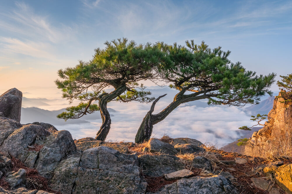 Обои для рабочего стола Два извилистых дерева на камнях, фотограф Ryu Jaeyoun