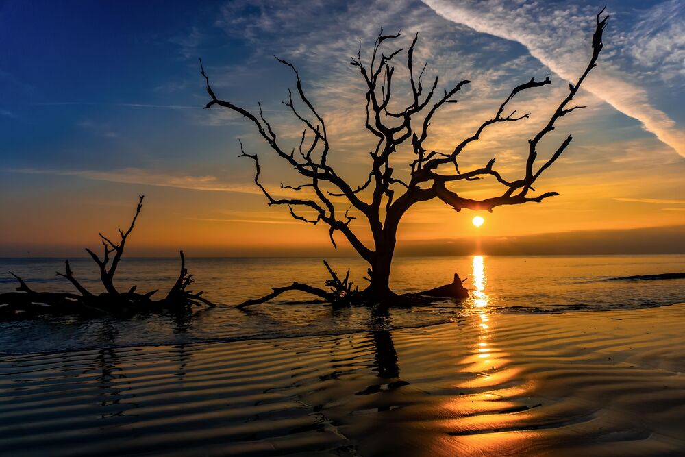 Обои для рабочего стола Дерево стоит в воде на фоне заката солнца, Jekyll Island, Georgia / Джекил-Айленд, Джорджия