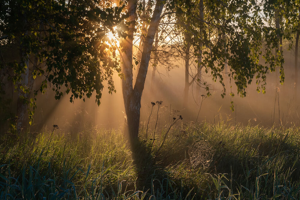 Обои для рабочего стола Утренний свет пробивается сквозь ветви дерева, фотограф Захаров Дмитрий