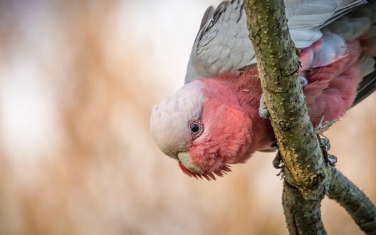 Обои на рабочий стол Какаду с розовой грудкой - Galah пристально смотрит с ветки