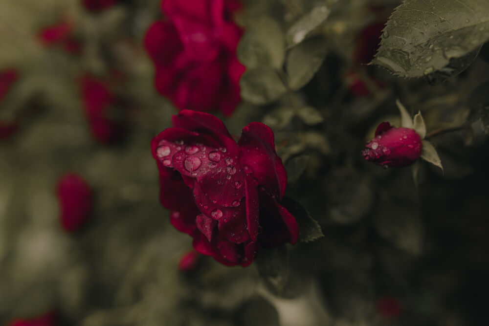Обои для рабочего стола Бордовые роза после дождя