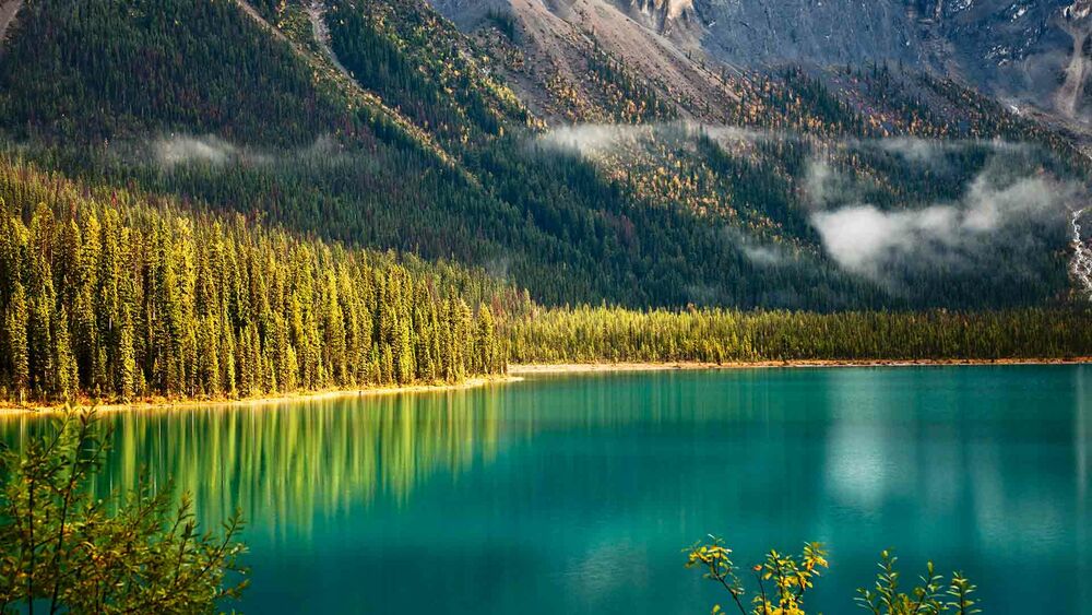 Обои для рабочего стола Берег Emerald lake, Yoho National park, Alberta, Canada / Изумрудного озера, Национальный парк Йохо, Альберта, Канада, заросший хвойным лесом, фотограф Feng Yu