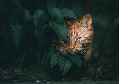 Обои на рабочий стол Рыжая кошка в зеленой листве, фотограф Aneta Rog