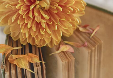 Обои на рабочий стол Цветок георгина с лепестками лежат на книге