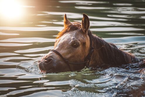 Обои Лошадь в воде, by Petra