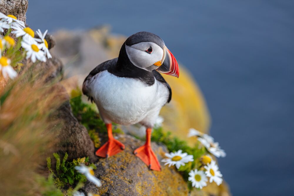 Обои для рабочего стола Птица Тупик / Puffin на скалистом берегу моря