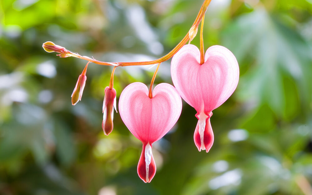 Обои для рабочего стола Дицентра валентина (valentine)