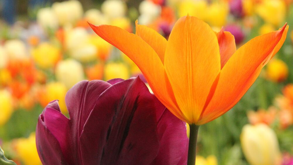 Обои для рабочего стола Tulipa Apeldoorn / Тюльпан Апельдорн