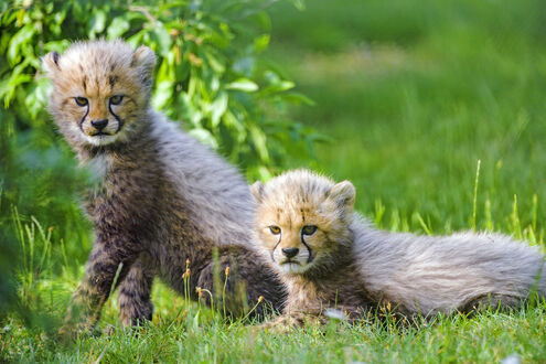 Обои на рабочий стол Два детеныша гепарда на зеленой траве, by Tambako The Jaguar