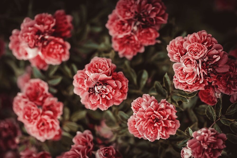 Обои для рабочего стола Куст розовых роз, by Omid Armin