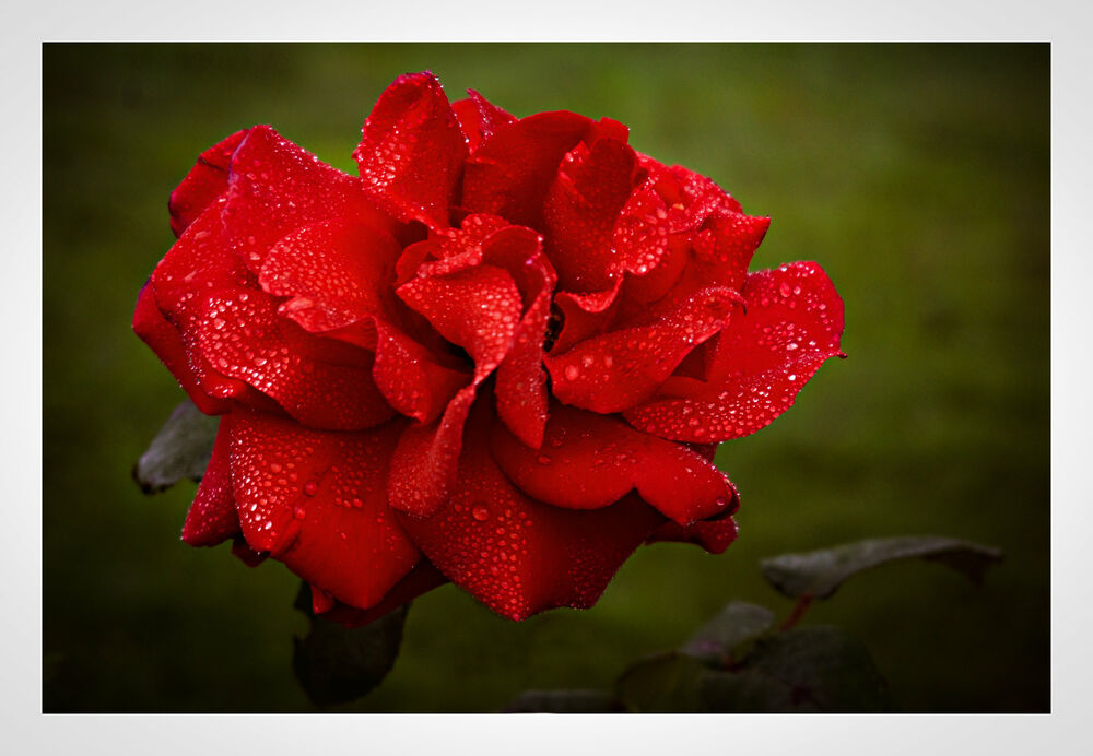 Обои для рабочего стола Красная роза с каплями росы на размытом фоне, фотограф Maria Jesus Gonzalez