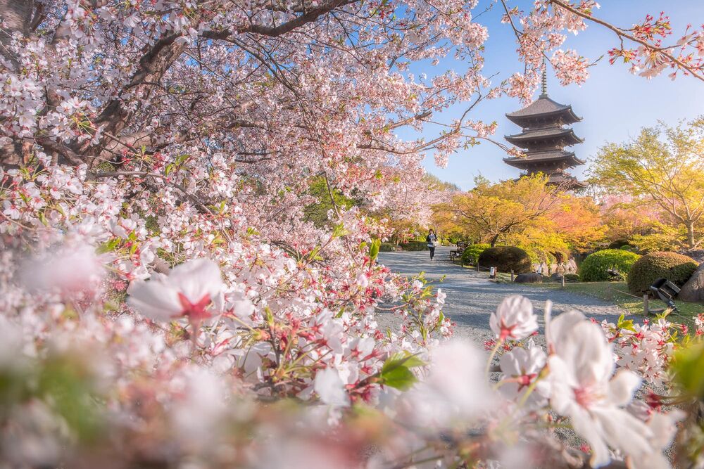 Обои для рабочего стола Пагода храма Mimuroto Ji-temple среди цветения сакуры, Киото / Kyoto, Япония / Japan