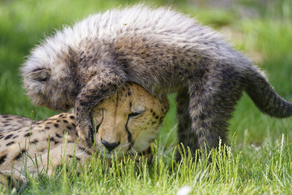 Обои для рабочего стола Детеныш гепарда играет с мамой, by Tambako The Jaguar