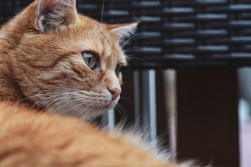 Обои на рабочий стол Рыжая кошка, фотограф Alexas Fotos