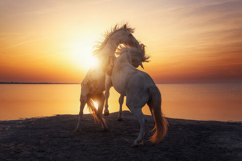 Обои Две фотограф Камаргские лошади на фоне заката солнца, фотограф Beboy Photographies