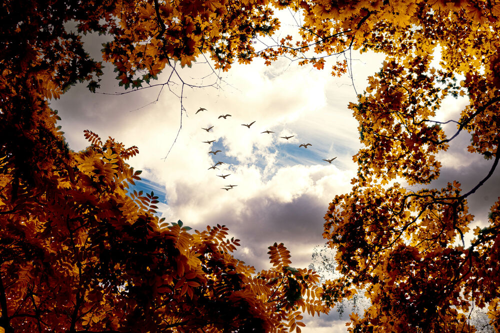 Обои для рабочего стола Осенняя листва на фоне летящих птиц