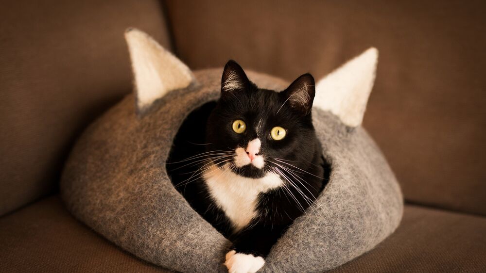 Обои для рабочего стола Кот сидит в кошачьем домике и выглядывет с него