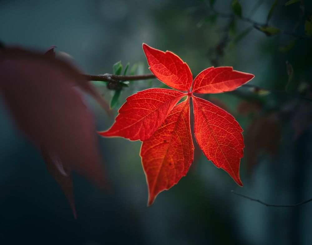 Обои для рабочего стола Осенний красный лист на размытом фоне, by Vidar Nordli-Mathisen
