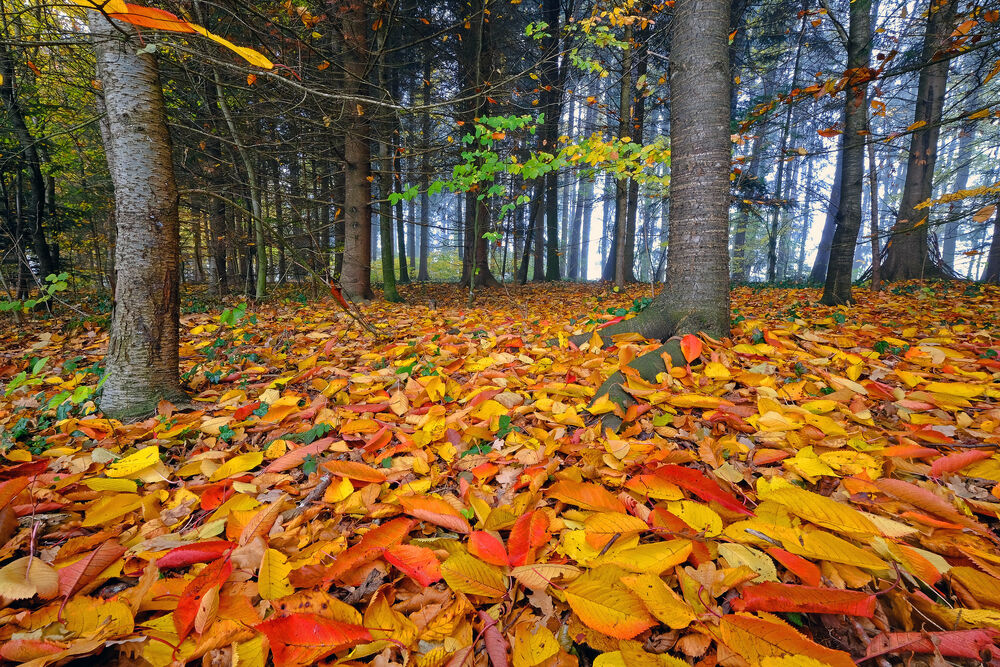 Обои для рабочего стола Осенняя листва усыпала землю в лесу, Швейцария, фотограф Erwin Jenni
