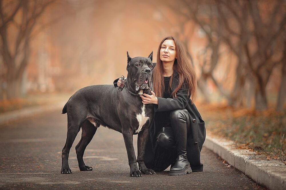 Обои для рабочего стола Рыжеволосая девушка в черном пальто сидит на корточках рядом с собакой породы Кане Корсо на дороге на размытом фоне осеннего парка, фотограф Лысенкова Ксения