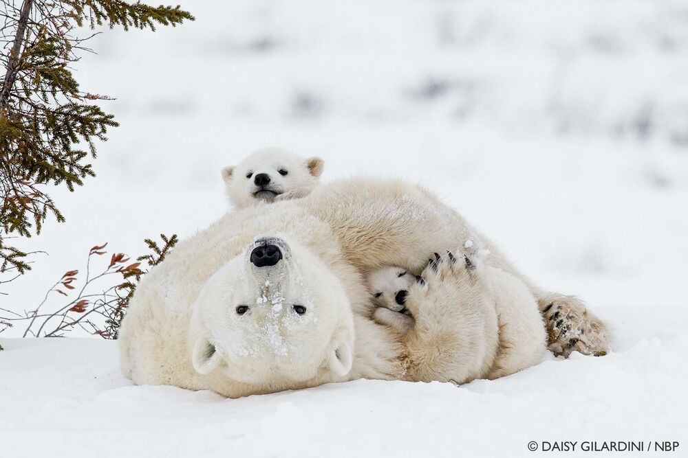 Обои для рабочего стола Медведица с двумя медвежатами на снегу, фотограф Daisy Gilardini