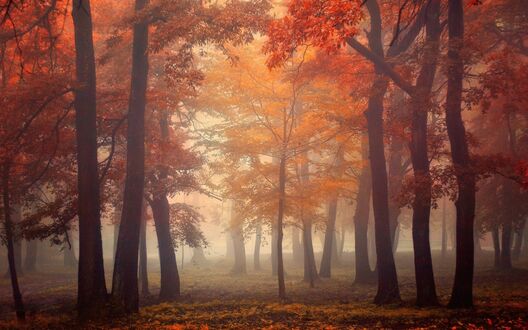 Обои на рабочий стол Осенний лес в тумане, by Ildiko Neer
