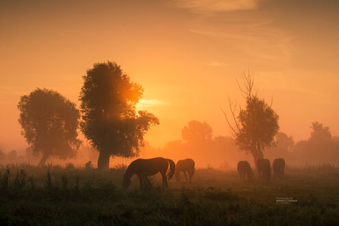 Обои Лошади на пастбище в утренней рассветной дымке