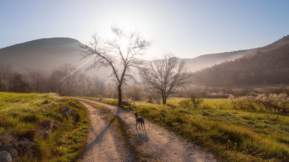 Обои для рабочего стола Собака стоит на дороге и смотрит в даль на солнце заходящее за туманные холмы