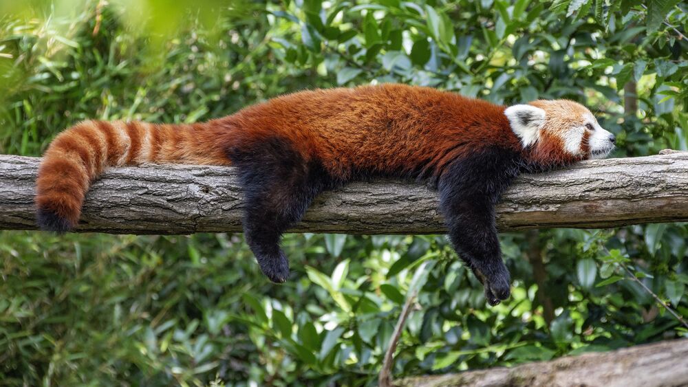 Обои для рабочего стола Малая панда / Красная панда / Ailurus fulgens / Огненная лиса / Firefox вытянулась на ветке дерева