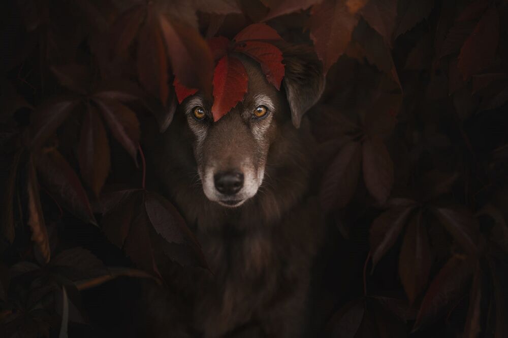 Обои для рабочего стола Собака у осеннего куста, фотограф Anne Geier