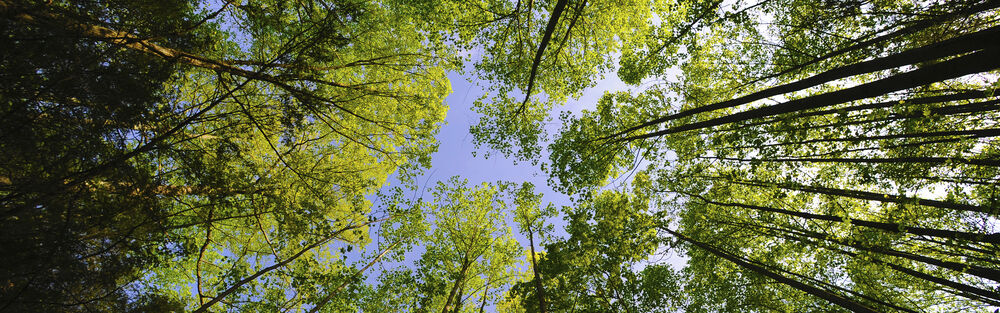 Обои для рабочего стола Кроны деревьев лиственного леса рвутся в небо