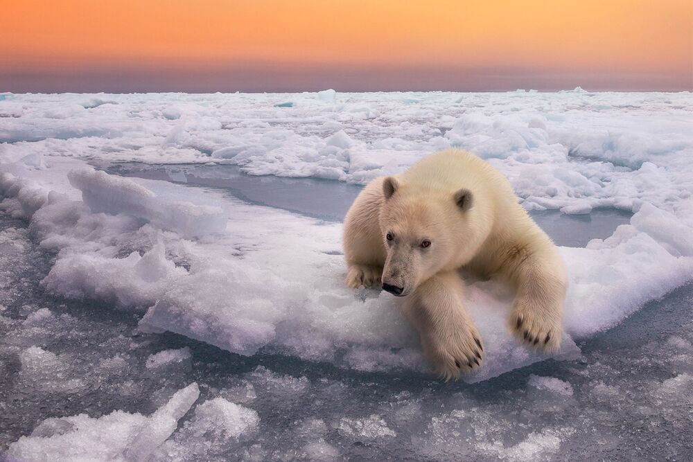 Обои для рабочего стола Белый медведь лежит на льду
