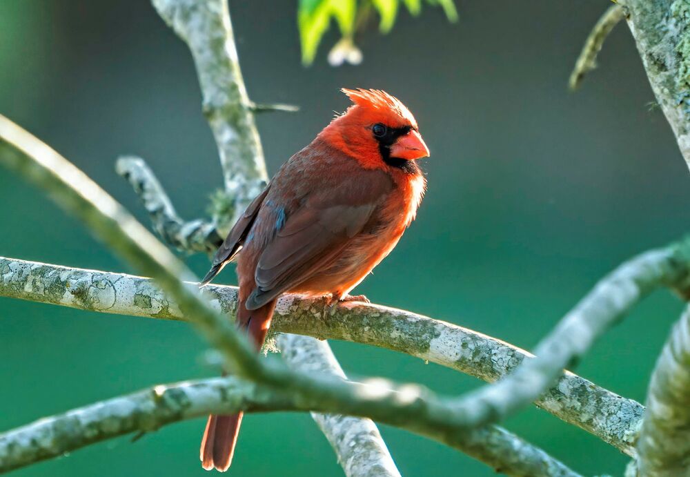 Обои для рабочего стола Птица Cardinal на ветке дерева