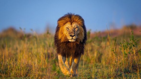 Обои на рабочий стол Леви идет по саванне на закате