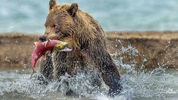 Обои на рабочий стол Медведь в брызгах воды поймал рыбу