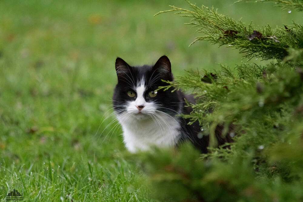 Обои для рабочего стола Черно-белый кот сидит на траве за кустом