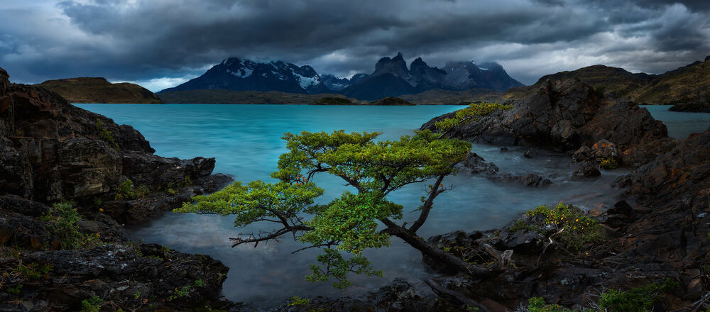 Обои для рабочего стола Озера Пахео, Патагония, Чили / Lake Paheo, Patagonia, Chile, на переднем плане зеленеющее дерево