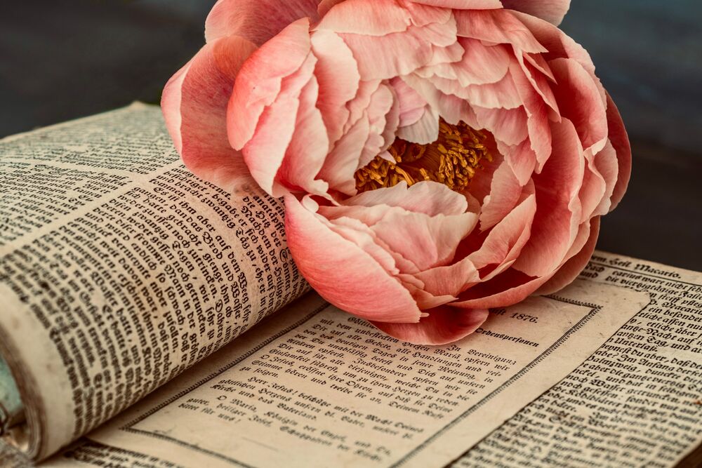 Обои для рабочего стола Розовый пион на открытой книге