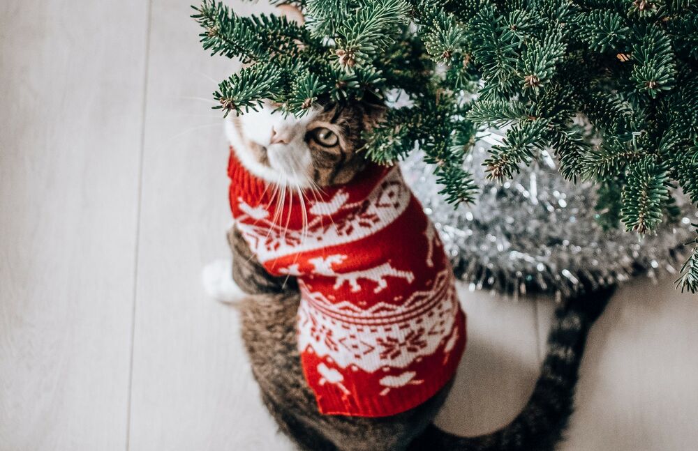 Обои для рабочего стола Кошка сидит под новогодней елкой